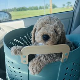 Cavapoo, Cockapoo, Goldendoodle, and Maltipoo Puppies from Perdue Puppies