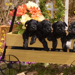 Miniature Schnauzers from Little Angel Miniature Schnauzer