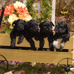 Miniature Schnauzers from Little Angel Miniature Schnauzer