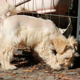 Audi - Wheaten male Miniature Schnauzer puppy in Port Orchard, Washington from Silver Bells Miniature Schnauzers