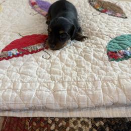 Dawson - Black and tan male Dachshund puppy in Cabool, Missouri from Hidden Valley Farms
