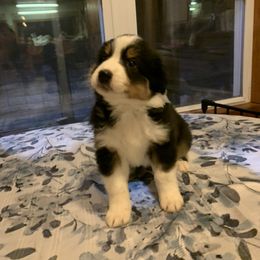 Australian Shepherd Puppies from Juno Homestead Aussies