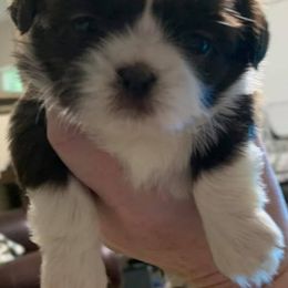"Sweet Brewer (Now Choco) - Heard many times "the cutest puppy I've ever seen in my life!"" Shih Tzu Puppies from Bailey Belle Shih Tzu