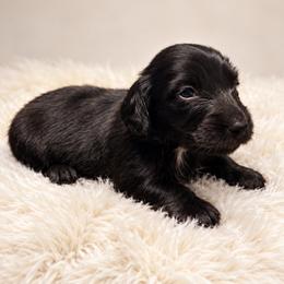 Bill - Black male Dachshund puppy in Greenup, Kentucky from Tygart Creek Dachshunds