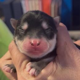 Beck - Black and white male Pomsky puppy in Spring Hill, Florida from PDQ Pomskies