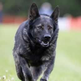 Riley - German Shepherd