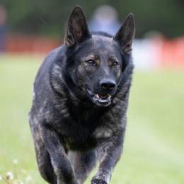 Riley - German Shepherd