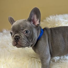 French Bulldog Puppies from 47 North Frenchies, LLC