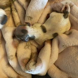 Stirling - Blue and white male Chihuahua puppy in Red Bluff, California from Aye Chihuahua