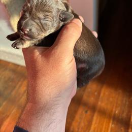 Girl 1 - Liver female Miniature Schnauzer puppy in Alabama from Little River Miniature Schnauzers