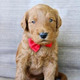 Fudge - Red  male Goldendoodle puppy in Comanche, Texas from Central Texas Doodles, LLC.