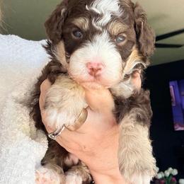 Brown tri female - Tri-color female Bernedoodle puppy in Lincoln, Nebraska from GRand Doodles