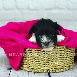 Miniature Schnauzer Puppies from Bearded Lady Schnauzers