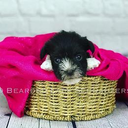 Miniature Schnauzer Puppies from Bearded Lady Schnauzers