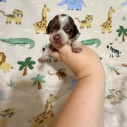 Dodger - Piebald male Dachshund puppy in Springfield, Tennessee from Savannah’s Doxie Palace
