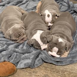 Bulldog Puppies from ABC Bulldogs