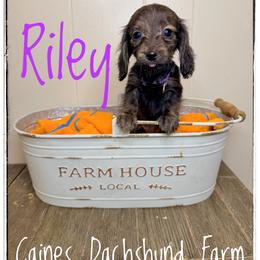 Riley - Brindle female Dachshund puppy in Cincinnati, Ohio from Caines Dachshund Farm
