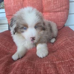 Falcon - Red merle male Miniature American Shepherd puppy in Griswold, Connecticut from Flatrock Kennels of CT