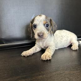 Mr.Piebald - Piebald male Dachshund puppy in Nederland, Texas from M & M Pups
