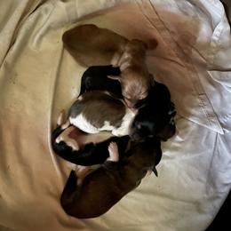 Dachshund Puppies from M.H.P Dachshunds