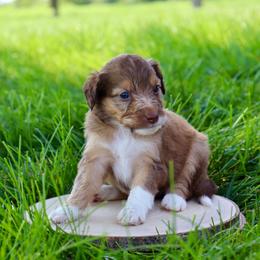 Gabbana - Red phantom female Aussiedoodle puppy in Decatur, Illinois from Signature Doodles