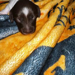 Annie - Piebald female Dachshund puppy in La Junta, Colorado from Royal King’s Mini Dachshunds