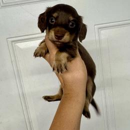 Rollo - Chocolate male Dachshund puppy in Fredericksburg, Indiana from Blue River Mini Dachshunds