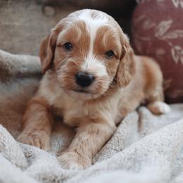 Macchiato - Apricot male Goldendoodle puppy in Atlanta, Georgia from Cedarcrest Goldendoodles