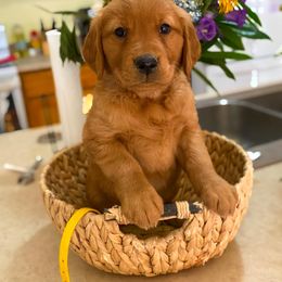 Golden Retriever Puppies from Red Prairie Retrievers