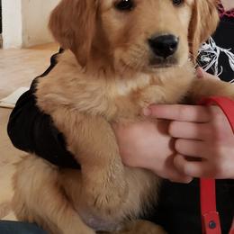 Red - Golden male Golden Retriever puppy in Merino, Colorado from High Plains Goldens