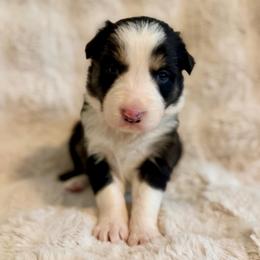 Girl 3 - Black and white female Border Collie puppy in Morriston, Florida from Garcia Family Farms