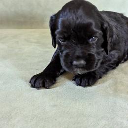 NOT A PET Working home only - Black male English Cocker Spaniel puppy in Phillips, Nebraska from Fenloch Gundogs