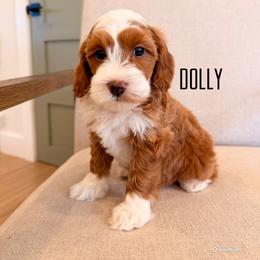Dolly - Red  female Goldendoodle puppy in Glendale, Arizona from Follow Your Bliss Doodles