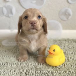 Aveeno - Cream male Dachshund puppy in Arizona from Vonaducci Doxies, LLC.