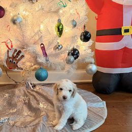 Lumi - Cream female Aussiedoodle puppy in Lavonia, Georgia from H & A Kennels