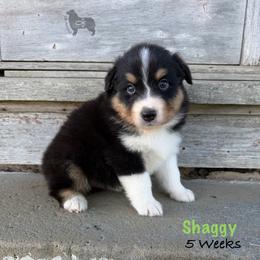 Shaggy - Black tri-color male Australian Shepherd puppy in El Dorado Springs, Missouri from OR Aussies