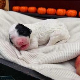Angel - Black and white female Sheepadoodle puppy in Willacoochee, Georgia from Kitandkboodle's Doodles