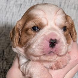 Ziti - Blenheim female Cavalier King Charles Spaniel puppy in Stilwell, Oklahoma from Love Bug Cavaliers