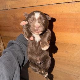 Boy 2 - Brown and white male Siberian Husky puppy in Iron River, Wisconsin from Wiemeri Siberians