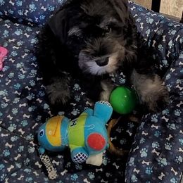Miniature Schnauzer Puppies from A'Lord Miniature Schnauzer