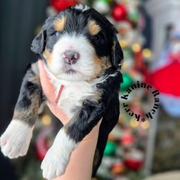 Alvin - Red male Bernedoodle puppy in Ashton, Idaho from Kerr Kanine Ranch