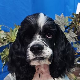 Boy 2 - Cocker Spaniel puppy in Peoria, Arizona from Stand Alone Cockers