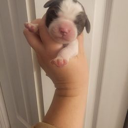 Girl 2 - Liver and white female Brittany puppy in Rhoadesville, Virginia from HOMESCHOOLED BRITTANYS LLC