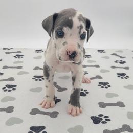 Halo Blue Harlequin - Harlequin female Great Dane puppy in Kannapolis, North Carolina from Carolina Great Danes & Toy Poodles