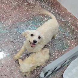 Ellachon - Bichon Frise