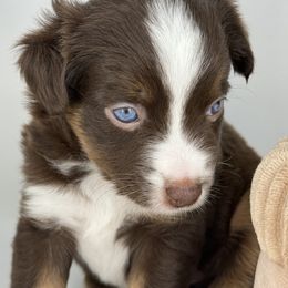 Miniature Australian Shepherd and Toy Australian Shepherd Puppies from Ollie's Aussies