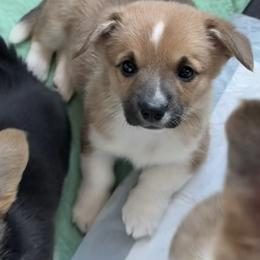 Princess - Sable female Pembroke Welsh Corgi puppy in Lewisberry, Pennsylvania from Salted Rim Corgis