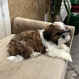 Louie - Red and white male Shih Tzu puppy in Eastvale, California from Gigi’s Shih tzu