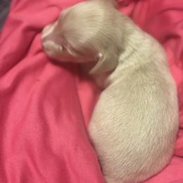 Dachshund Puppies from Dandelion Doxies