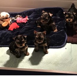 "Rosie and Yogi puppies" Yorkshire Terrier Puppies from J. Fortin Yorkies